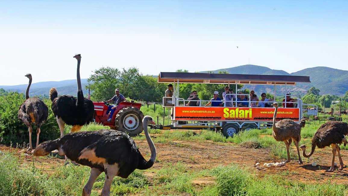 image n.5 of 3 Day Garden Route All-inclusive Private Tour from Cape Town activity in Oudtshoorn, uploaded by supplier