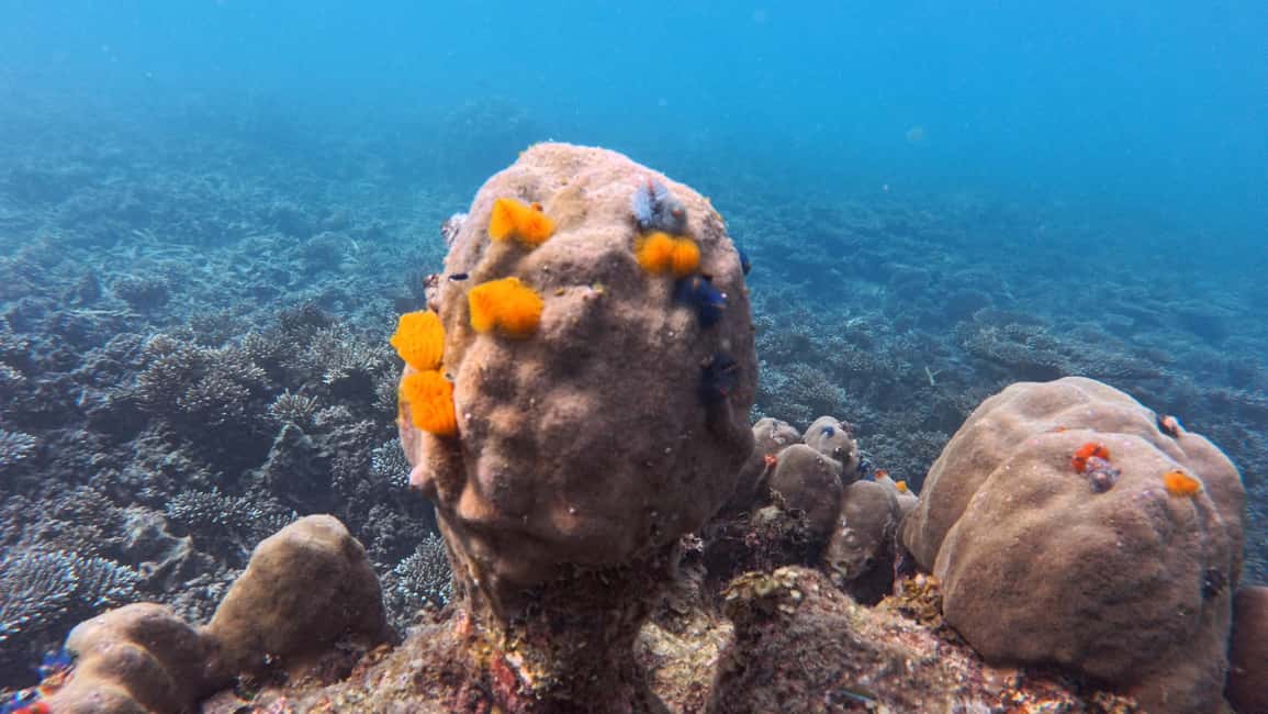 billede nr.13 af aktiviteten Koh Tao: First Light Snorkel Adventure med Oxygen Tours i Ko Tao, uploadet af udbyder