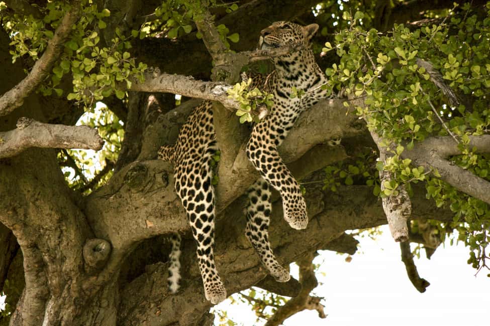 image n.22 of Kampala: 2-Day Murchison Falls National Park Safari activity in Pader District, uploaded by supplier