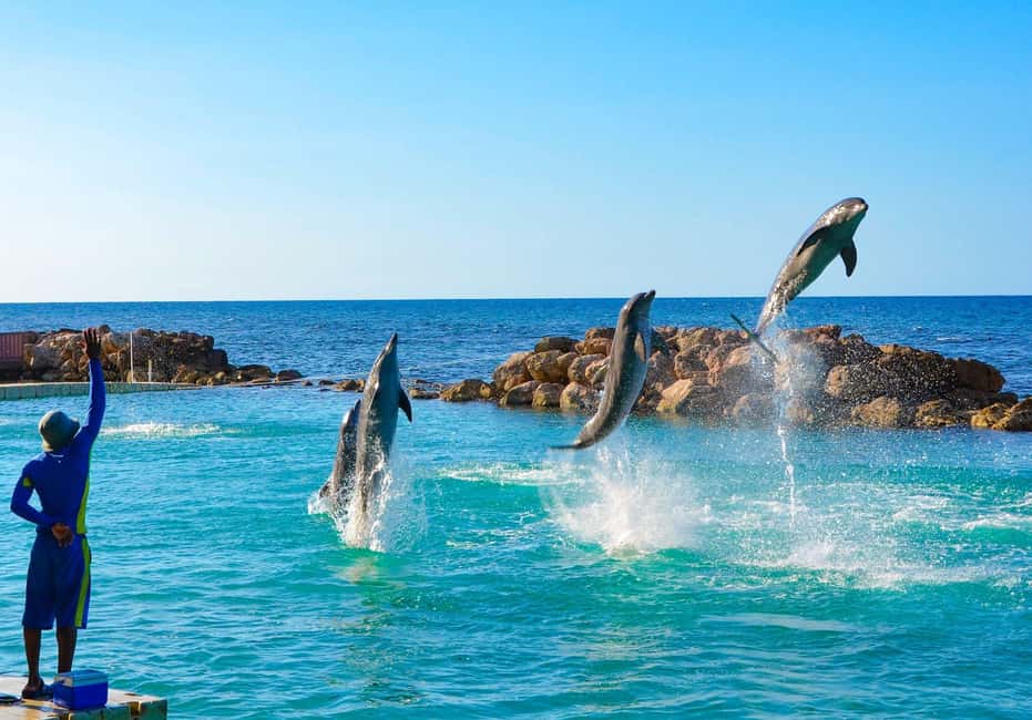 imagem n.2 de Montego Bay: Viagem de um dia à Dolphin Cove Ocho Rios com transferes atividade em Ocho Rios, carregada pelo fornecedor