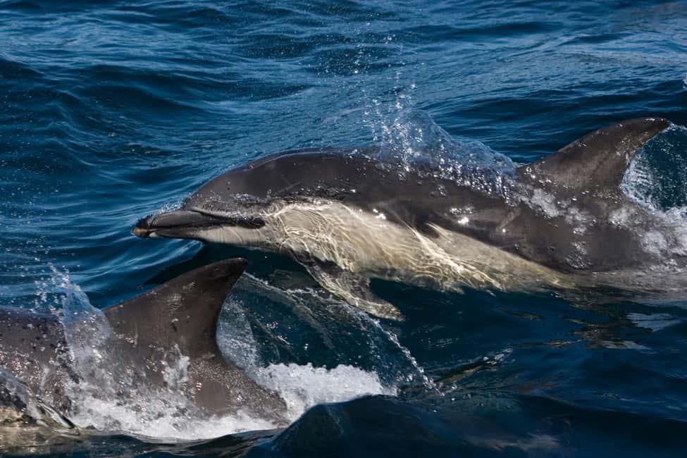 サプライヤーによってアップロードされた、スコットランド高地のマル島グレンゴーム城でのガイド付き野生動物観察の画像#1