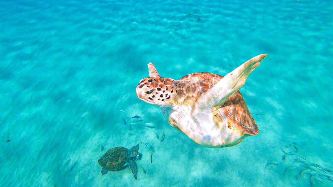 afbeelding n.2 van Curaçao: Turtle Bay & Blue Room Rondvaart met snorkelen activiteit in Curaçao, geüpload door aanbieder