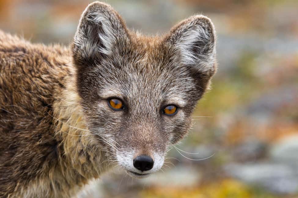 image n.6 of Longyearbyen: Wildlife Safari & Hiking Photography Tour activity in Longyearbyen, uploaded by supplier