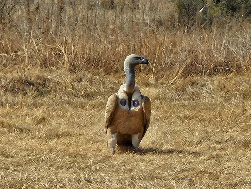 サプライヤーによってアップロードされた、北西州のプライベートサファリツアー：ピランスバーグ国立公園 ビッグ5の画像#8