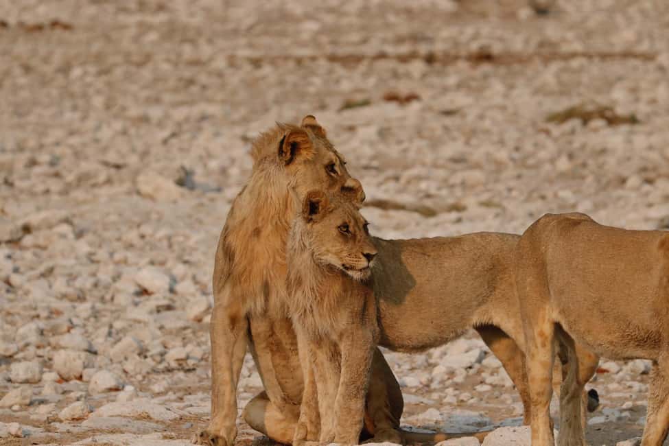 image n.16 of Etosha National Park: Full or Half-Day Game Drive activity in Oshikoto Region, uploaded by supplier