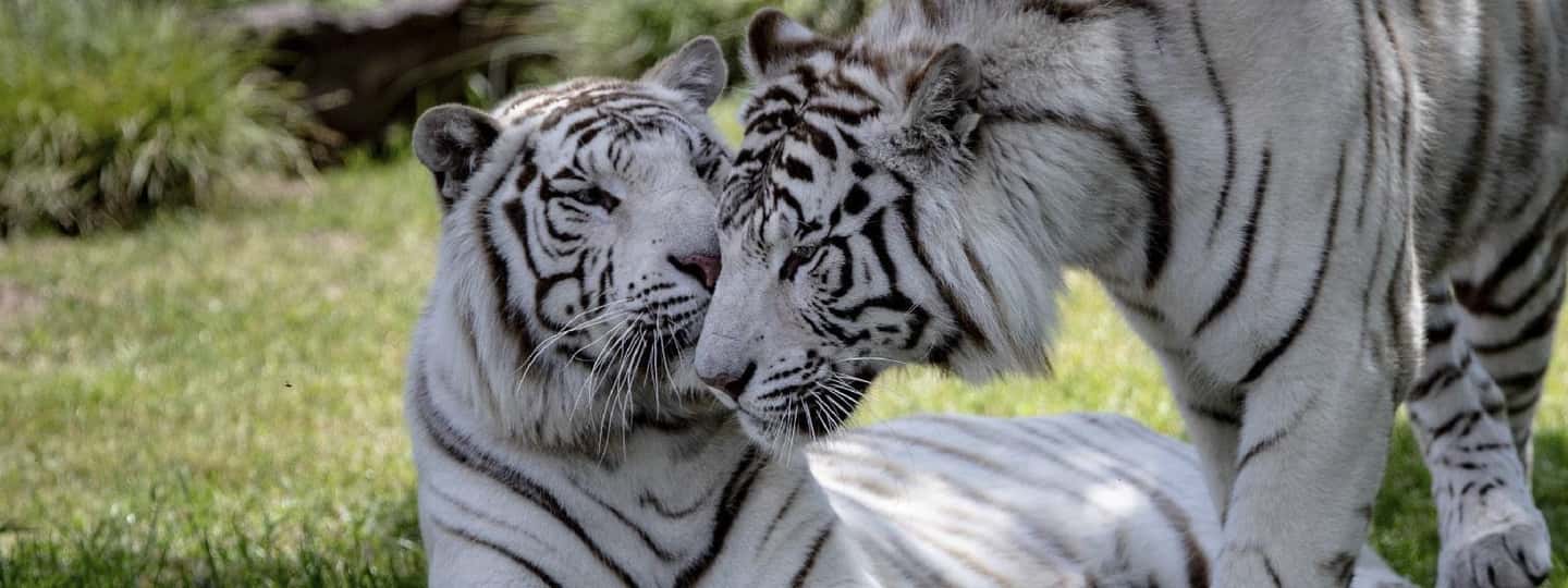 imagen n.º 7 de Desde Buenos Aires: Visita al Zoo de Temaiken con ticket de entrada incluido actividad en Buenos Aires, subida por el proveedor