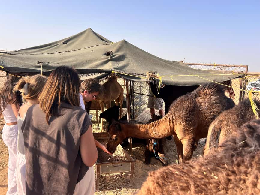 image n.9 of Salalah: Bedouin Tent Night Stay in Desert + Sunset Safari activity in Dhofar, uploaded by supplier