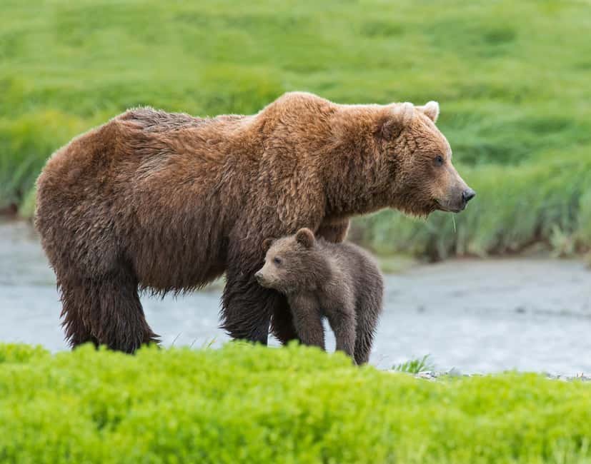 image n.1 of Denali in a Day – Full-Day Sightseeing Tour activity in Healy, uploaded by supplier