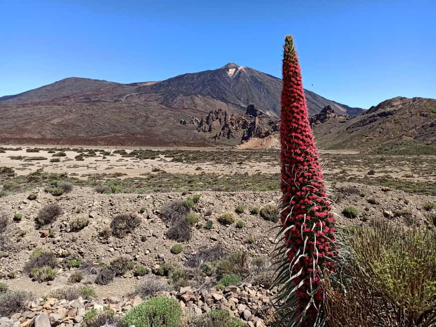billede nr.9 af aktiviteten Teide National Park and Vilaflor; local wine tasting i Kanarieøerne, uploadet af udbyder