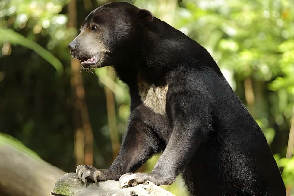 imagen n.º 6 de Singapur Rainforest Wild Asia Ticket de entrada actividad en Singapur, subida por el proveedor