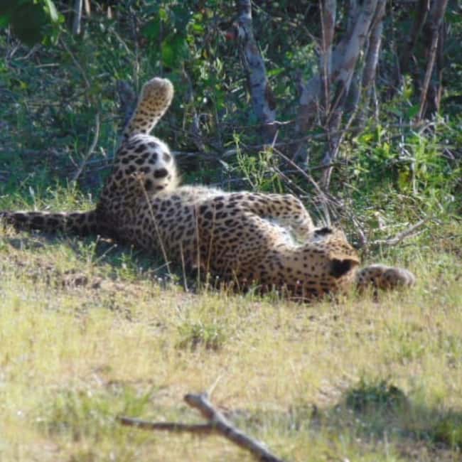 image n.10 of Anuradhapura: Full-Day Wilpattu National Park Private Safari activity in North Central Province, uploaded by supplier
