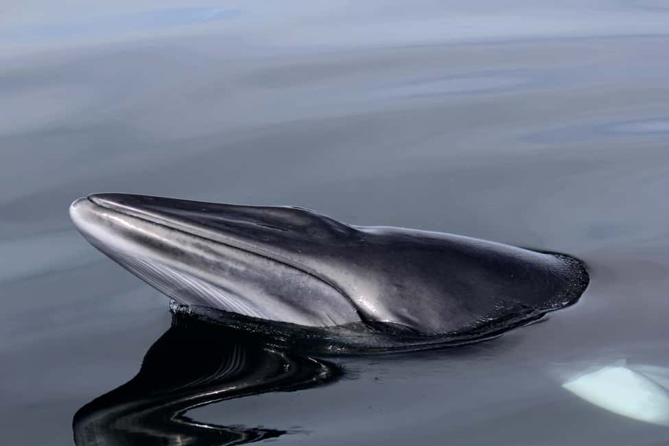 サプライヤーによってアップロードされた、スコットランド高地のマル島グレンゴーム城でのガイド付き野生動物観察の画像#3