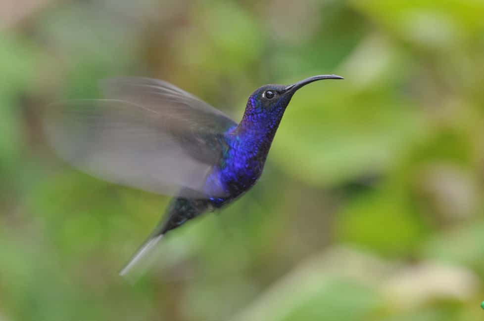 image n.61 of Carara National Park: Best Tour Carara National Park-One Day activity in Puntarenas Province, uploaded by supplier