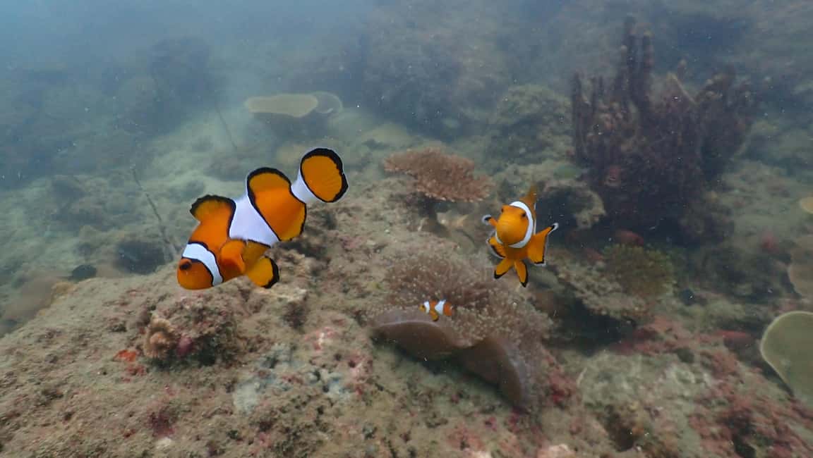 billede nr.3 af aktiviteten Ko Phi Phi Don: Dagsudflugt med speedbåd og hajsnorkling i Thailandbugten, uploadet af udbyder