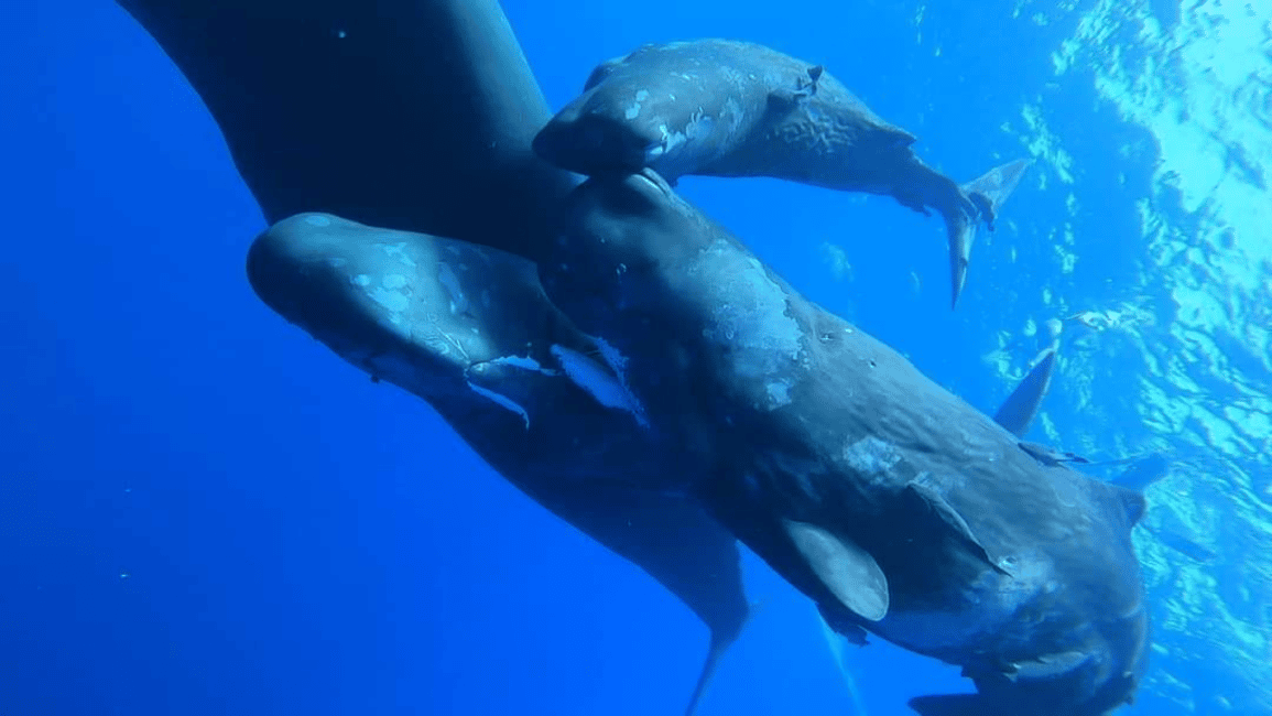 image n.2 of Whale & Dolphins Swimming - Private Speedboat Exclusive Tour activity in Mauritius, uploaded by supplier
