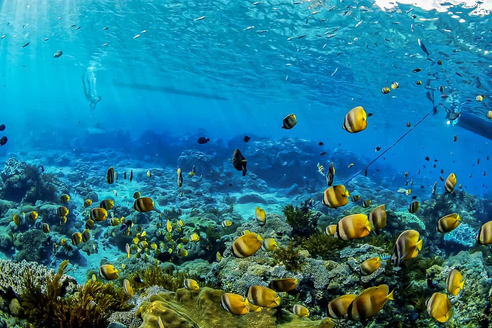 image n.2 of From Bali: Swim with Manta Rays in Nusa Penida activity in Bali, uploaded by supplier
