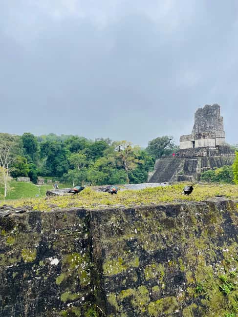 afbeelding n.5 van Vanuit Flores, Tikal rondleiding voor groepen activiteit in Flores, Guatemala, geüpload door aanbieder