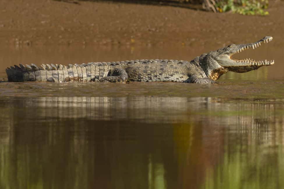 image n.97 of Carara National Park: Best Tour Carara National Park-One Day activity in Puntarenas Province, uploaded by supplier