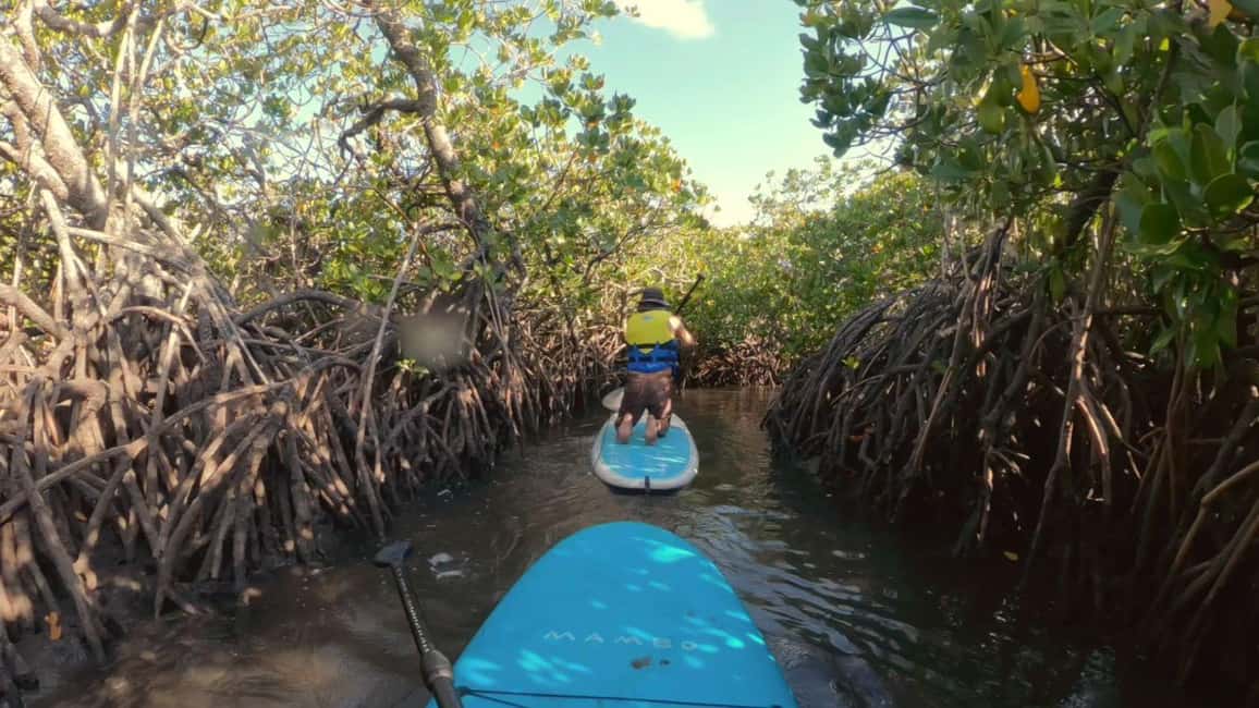 image n.4 of Noosa Stand Up Paddle & Mangrove Tunnel Tour (Self Guided) activity in Noosaville, uploaded by supplier