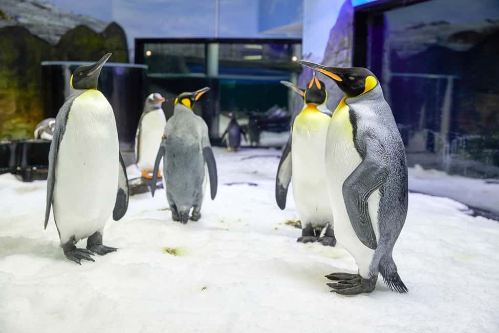 image n.10 of SEA LIFE Sydney Aquarium Entry Ticket activity in Sydney, uploaded by supplier