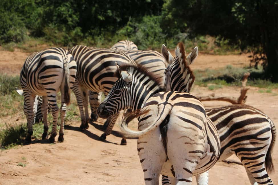image n.16 of Addo Elephant National Park Game Drive Day Tour With Lunch activity in Eastern Cape, uploaded by supplier