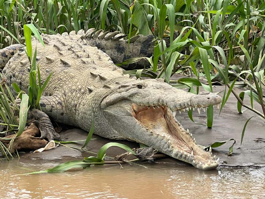 image n.1 of Tarcoles River: Jungle Crocodile Safari & Bird Watching Tour activity in San José, Costa Rica, uploaded by supplier