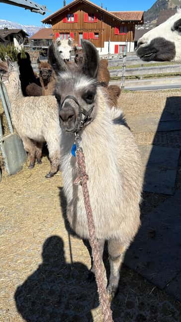 Bild Nr. 7 von Triesenberg: Spaziergang mit Lamas in den Bergen Aktivität in Triesenberg, hochgeladen vom Anbieter