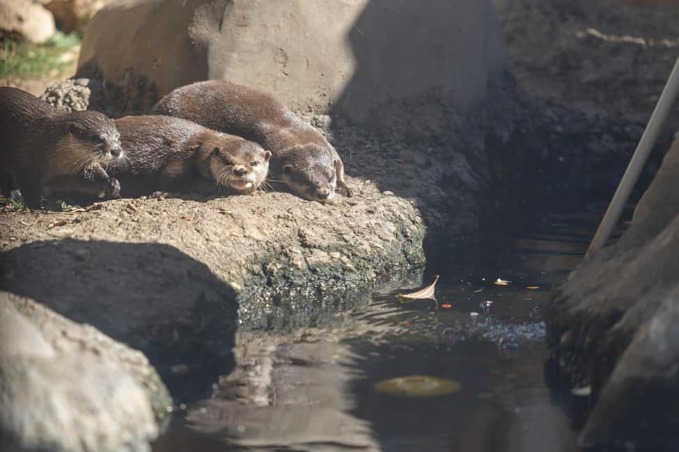 image n.6 of Benalmadena Aquarium Visit activity in Benalmadena, uploaded by supplier