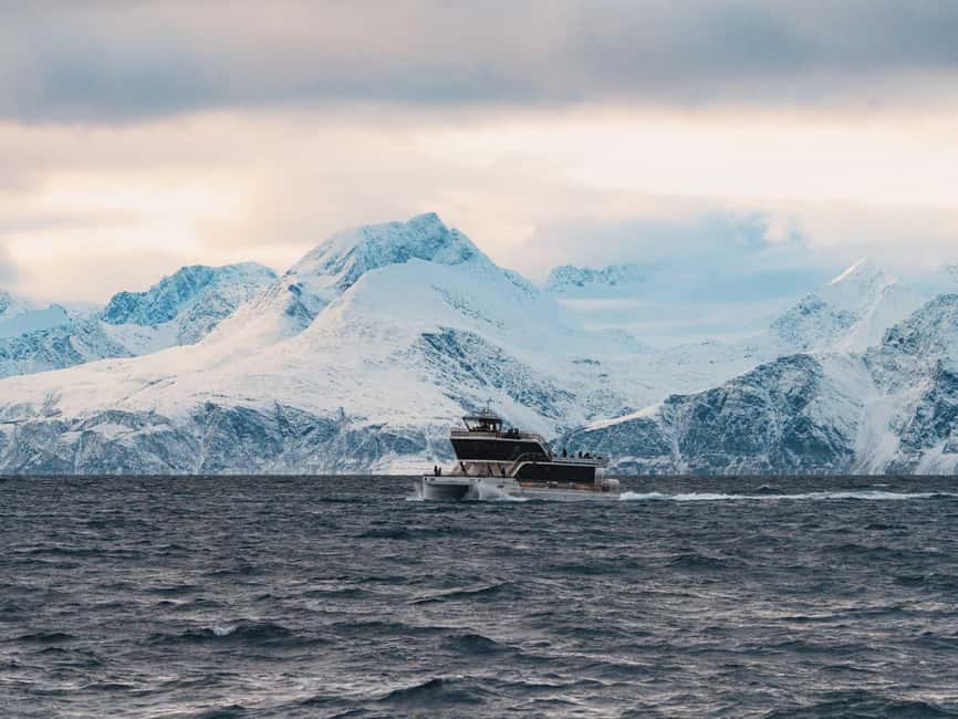 Bild Nr. 13 von Tromsø: Walbeobachtungstour mit dem Hybrid-Elektroboot Aktivität in Tromsø, hochgeladen vom Anbieter