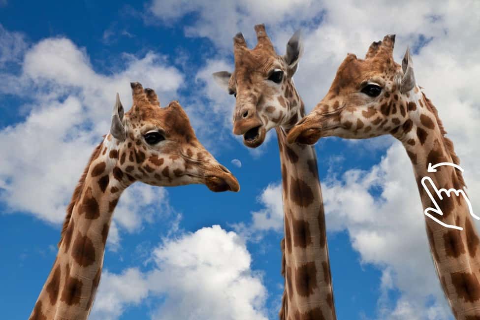 Bild Nr. 1 von Krakau: Zoo mit Abholung vom Hotel Aktivität in Krakau, hochgeladen vom Anbieter