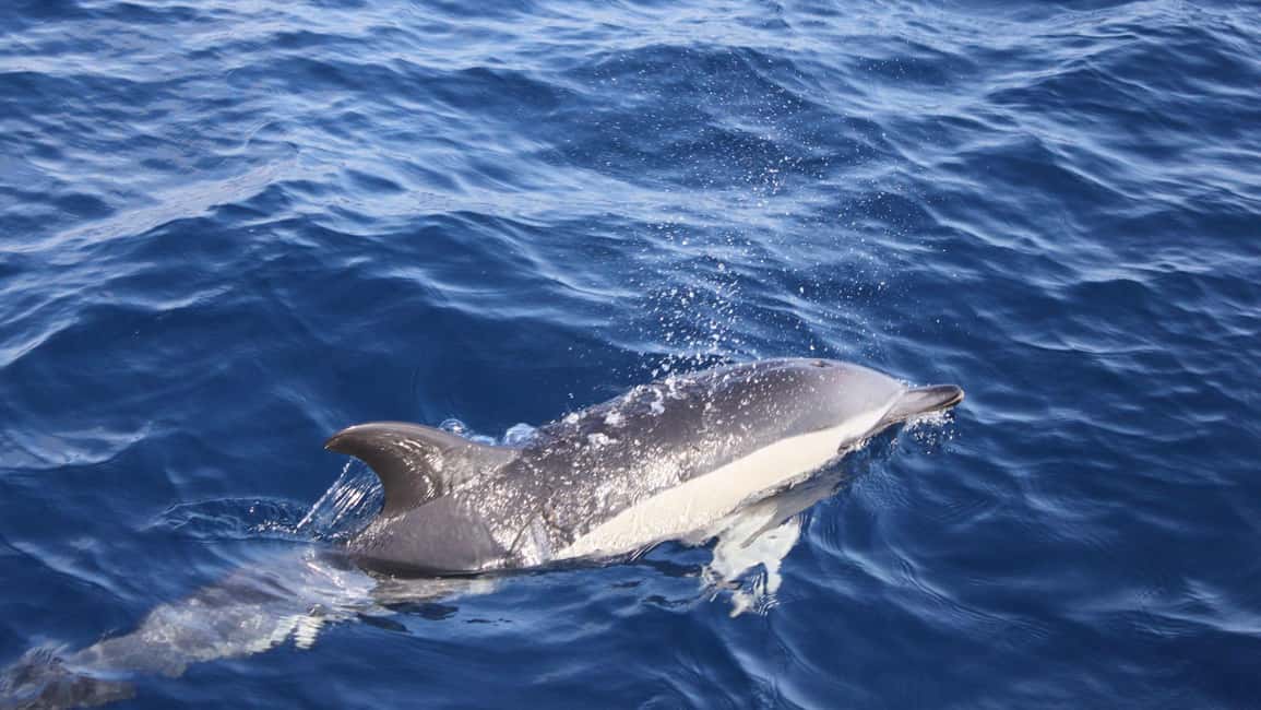 image n.2 of Lanzarote: 2.5-Hour Sunset and Dolphins Cruise activity in Puerto del Carmen, uploaded by supplier