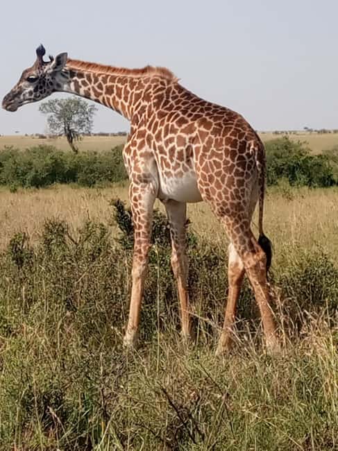 image n.2 of Overnight safari to Tsavo East from Mombasa / Diani Beach activity in Coast Province, uploaded by supplier