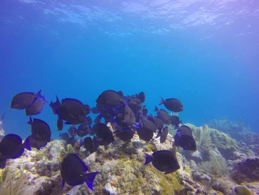image n.3 of Key Largo: Molasses Reef Snorkeling Trip activity in Florida, uploaded by supplier