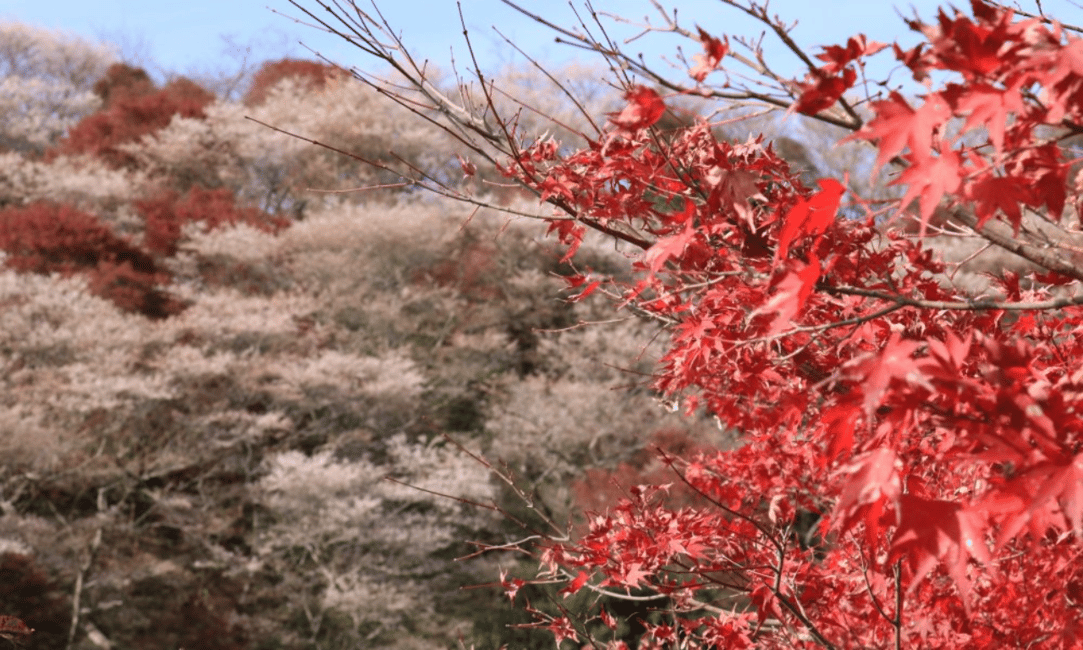 image n.11 of From Nagoya: Obara Shiki-Zakura and Korankei Autumn Trip activity in Nagoya, uploaded by supplier