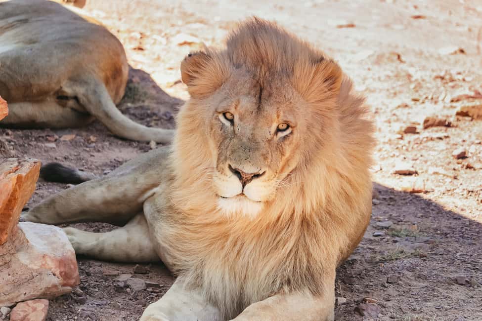 サプライヤーによってアップロードされた、ケープタウンのケープタウン発：ビッグファイブ動物保護区ドライブとランチの画像#8