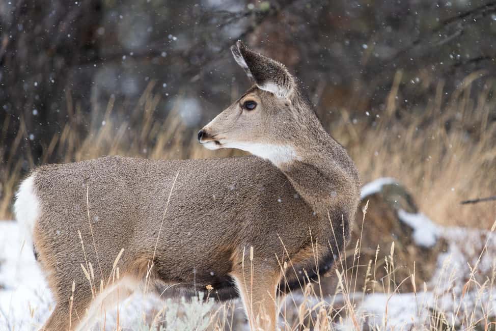 image n.16 of Yellowstone National Park: 3 Day Wildlife Photography Tour activity in Wyoming, uploaded by supplier