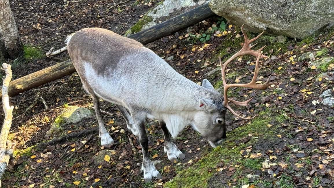 bild nr.9 av Rovaniemi: Ranua's Wildlife Park Biljett med transport aktivitet i Norra Österbotten, uppladdad av arrangören