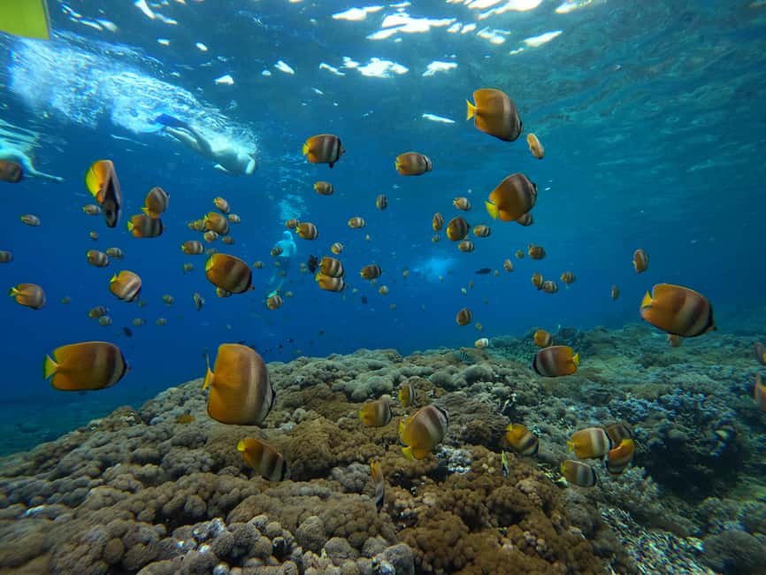 image n.7 of From Bali: 3 Snorkeling Spots Tour to Lembongan and Penida activity in Denpasar, uploaded by supplier