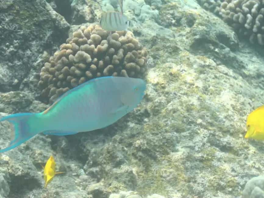 image n.4 of Kona: Captain Cook Snorkel Tour activity in Honaunau-Napoopoo, uploaded by supplier