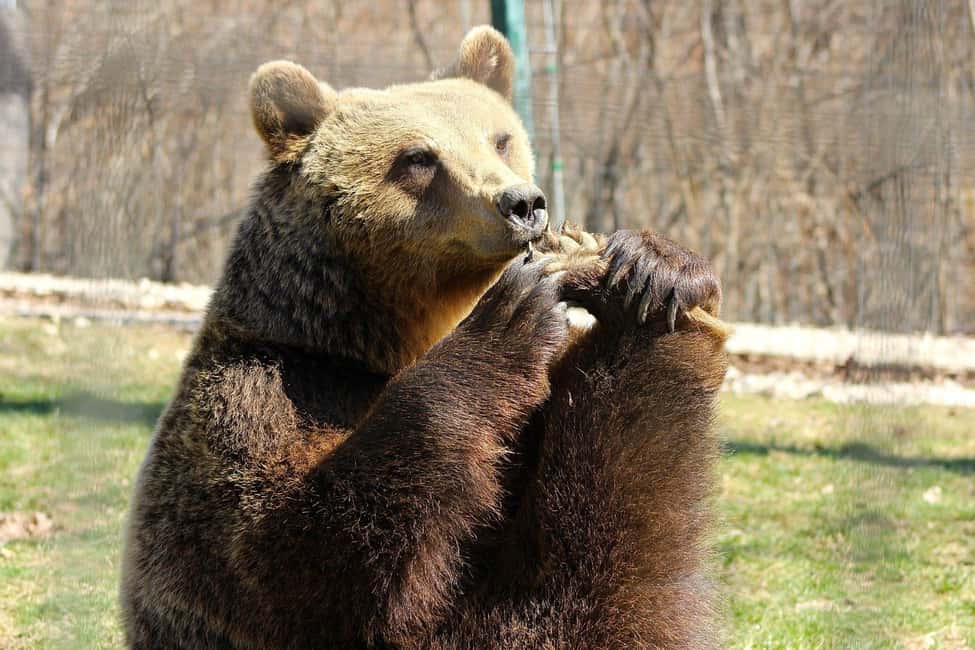 Bild Nr. 4 von Brasov: Bärenschutzgebiet Libearty Aktivität in Brasov, hochgeladen vom Anbieter