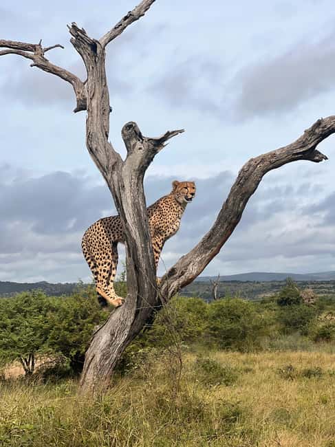 image n.33 of Hluhluwe-Imfolozi: Big 5 Full or Half-Day Safari activity in Hlabisa, uploaded by supplier