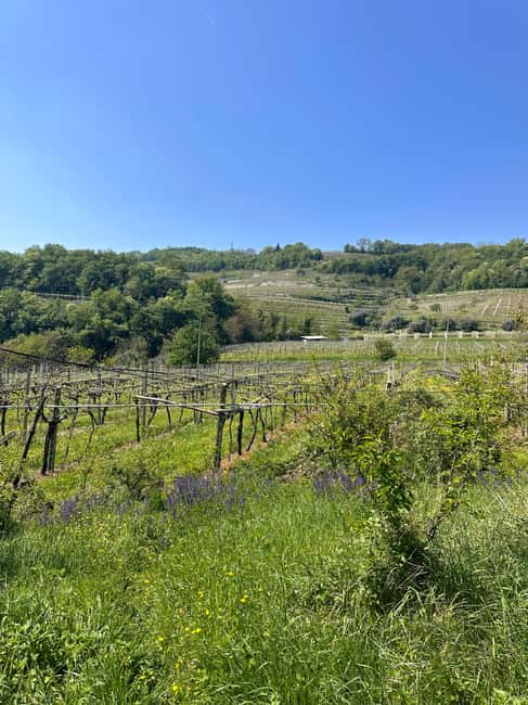 Immagine nº 31 di Il tour completo dell'Amarone: 2 cantine, pranzo e approfondimento sull'Amarone attività a Verona, caricata dal fornitore