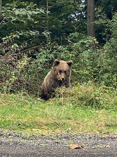 Bild Nr. 9 von Brasov: Bärenschutzgebiet Libearty Aktivität in Brasov, hochgeladen vom Anbieter
