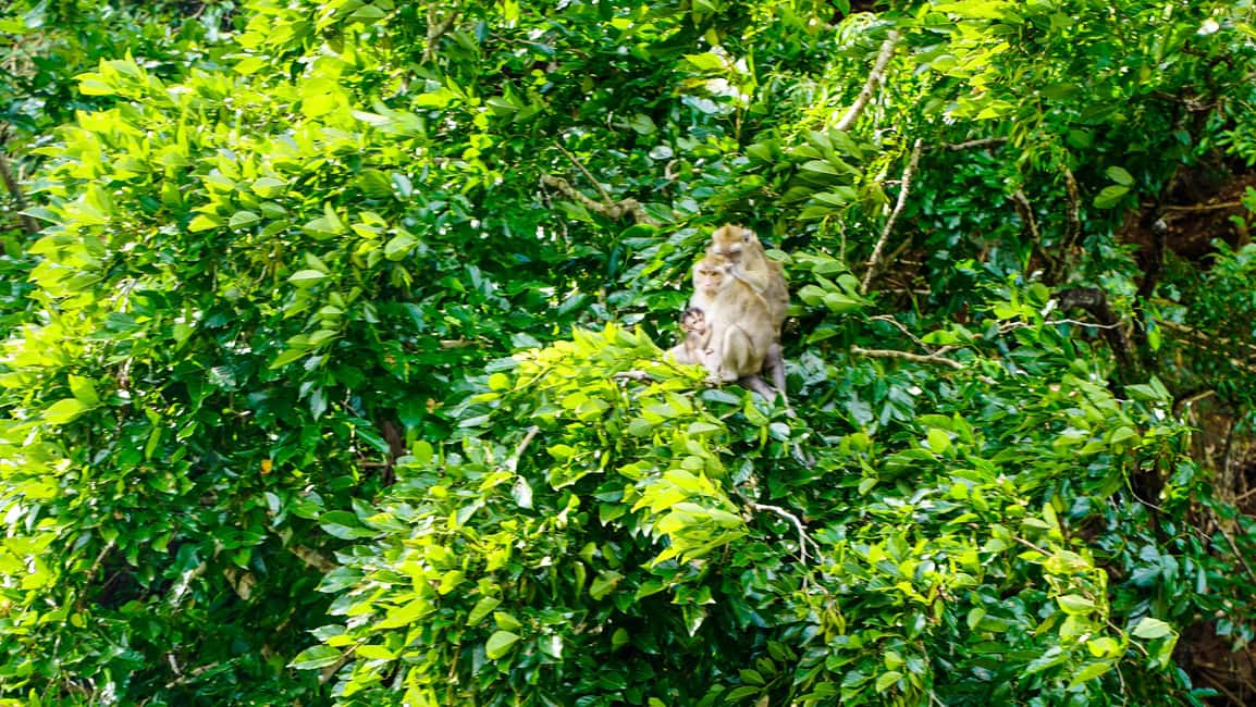 bild nr.13 av Mauritius: Katamarankryssning till Ile Aux Cerfs med BBQ-lunch aktivitet i Mauritius, uppladdad av arrangören