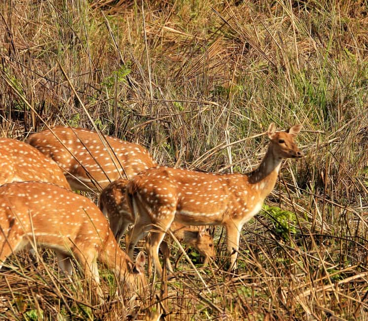 image n.3 of Chitwan: Full-Day Safari Canoeing and Jungle Walk and Jeep activity in Pashchimanchal, Western Region, uploaded by supplier