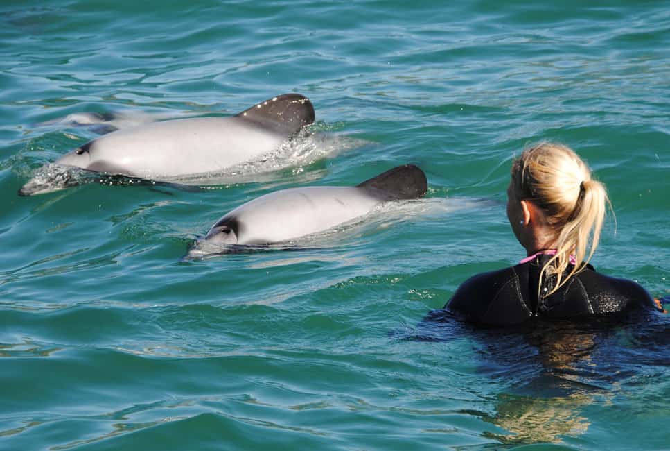 image n.1 of Akaroa: Swimming with Wild Dolphins Experience activity in South Island, uploaded by supplier