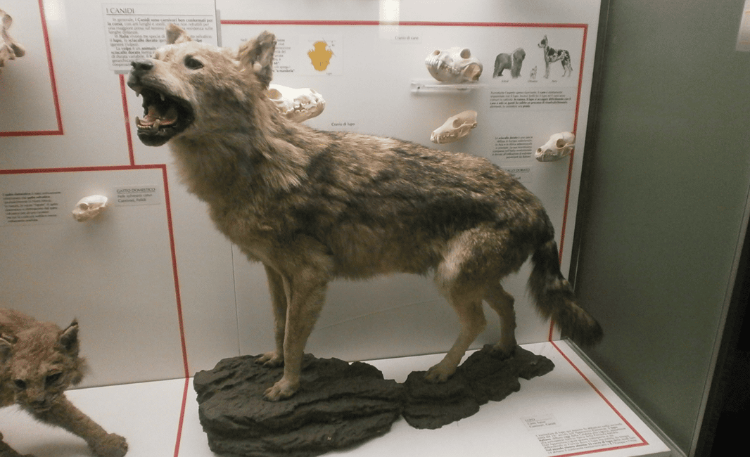 image n.2 of Milan: Natural History Museum Entry Ticket & Audio Guide activity in Milan, uploaded by supplier