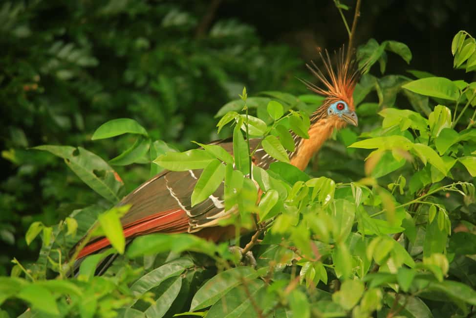 image n.1 of Sandoval Lake & Parrot Clay lick 3 Days/2 Nights activity in Puerto Maldonado, uploaded by supplier