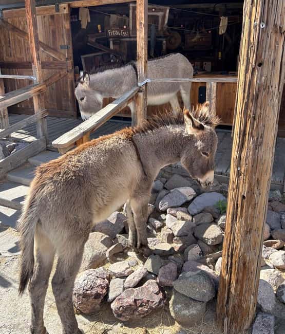image n.2 of Oatman / RT66 3 in 1 Combo Tour activity in Arizona, uploaded by supplier
