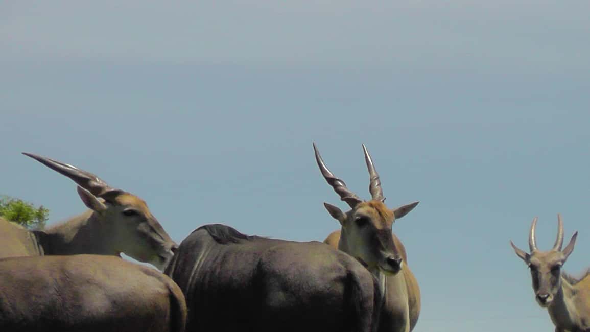 image n.10 of Port Elizabeth:2-Day Schotia Safaris & Addo Wildlife Reserve activity in Eastern Cape, uploaded by supplier